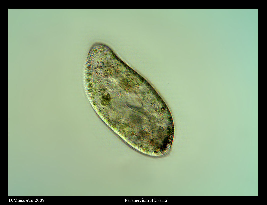 Paramecium Bursaria...250x